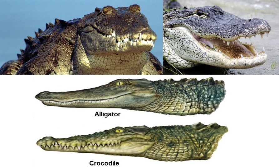 Name two differences between a crocodile and an alligator. 